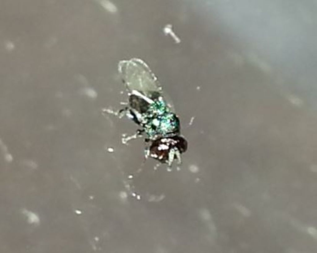 Perilampidae?