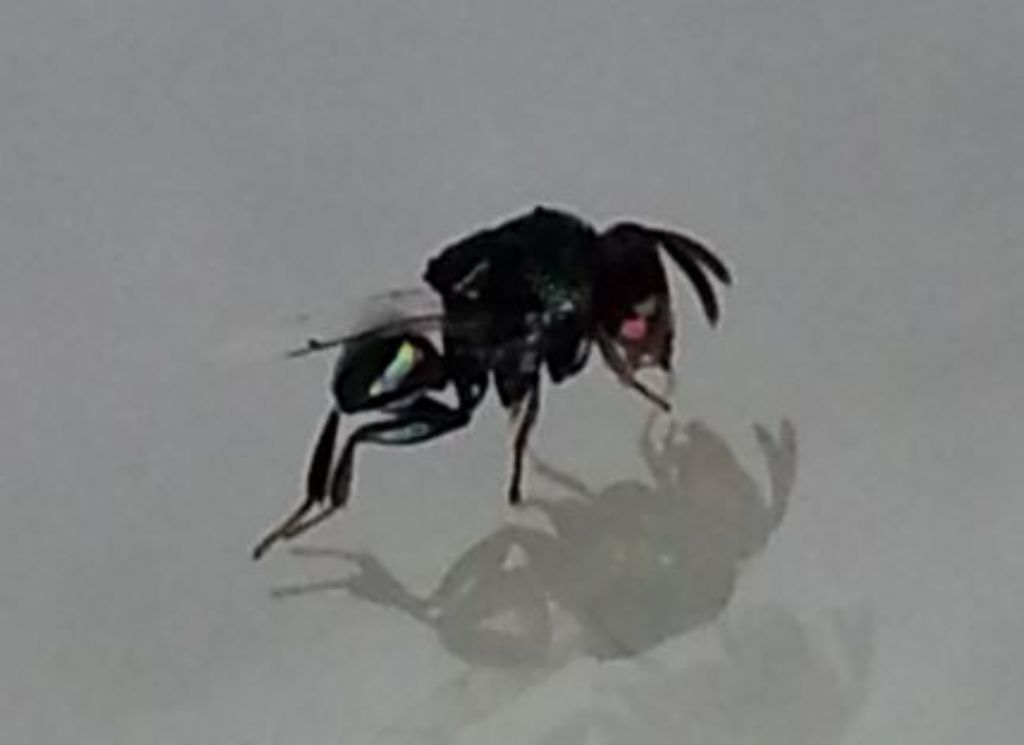 Perilampidae?