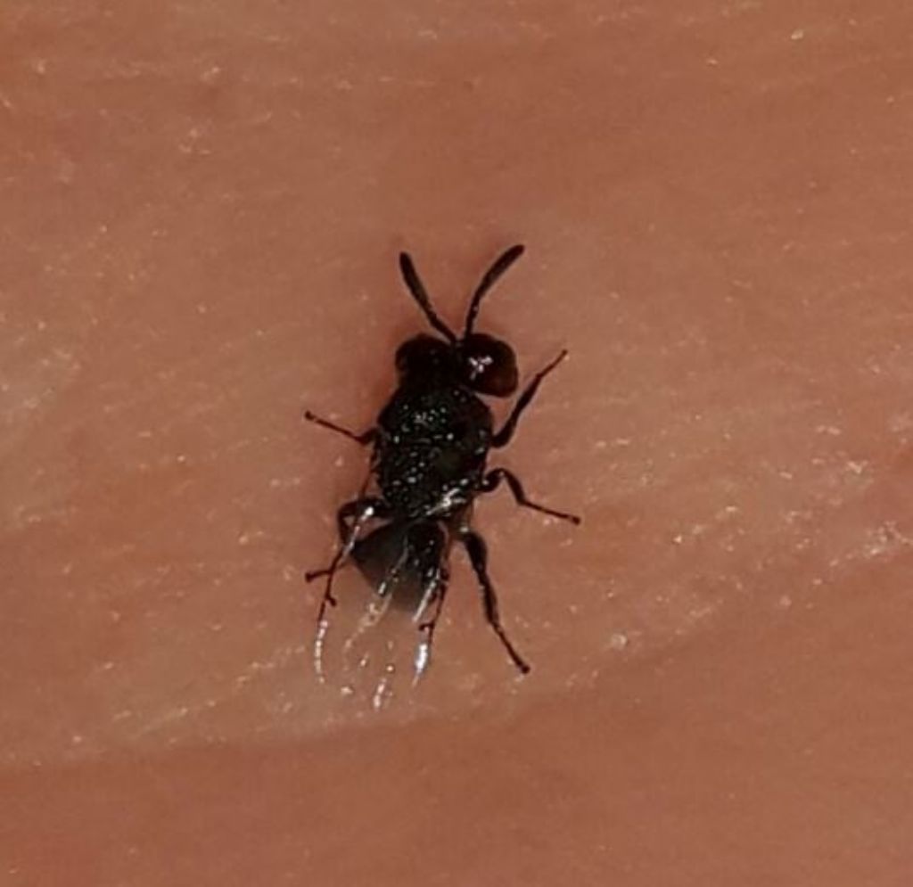 Perilampidae?