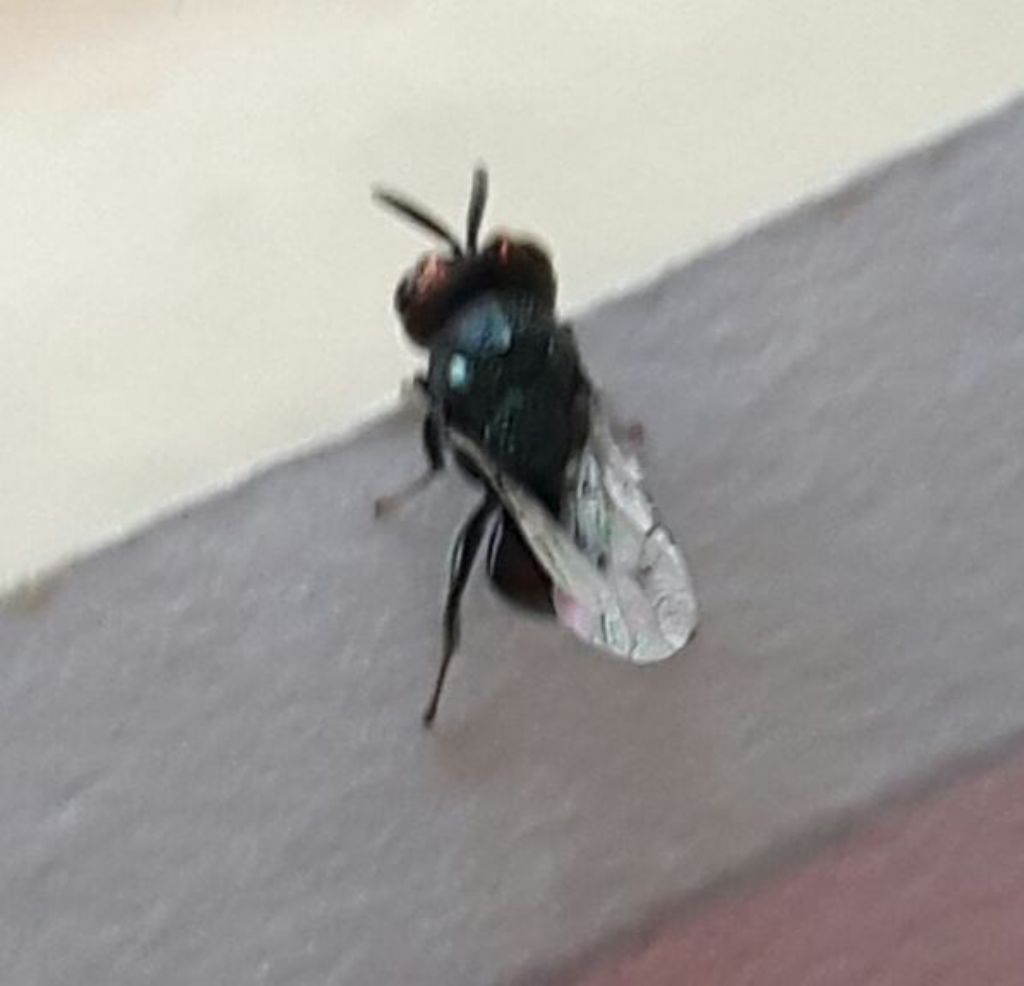 Perilampidae?