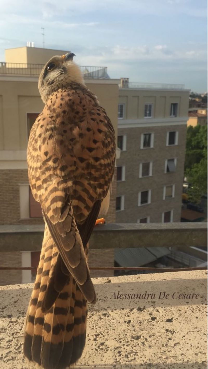 Rapace di citt: Gheppio (Falco tinnunculus), maschio