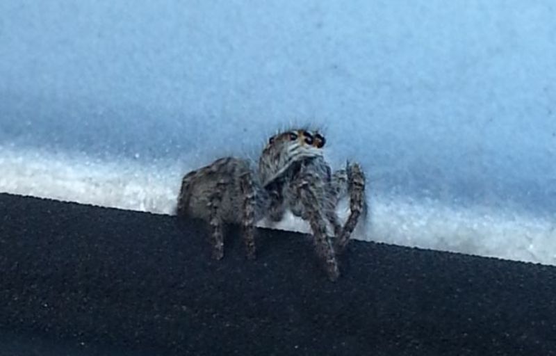 Philaeus chrysops, femmina - Prato