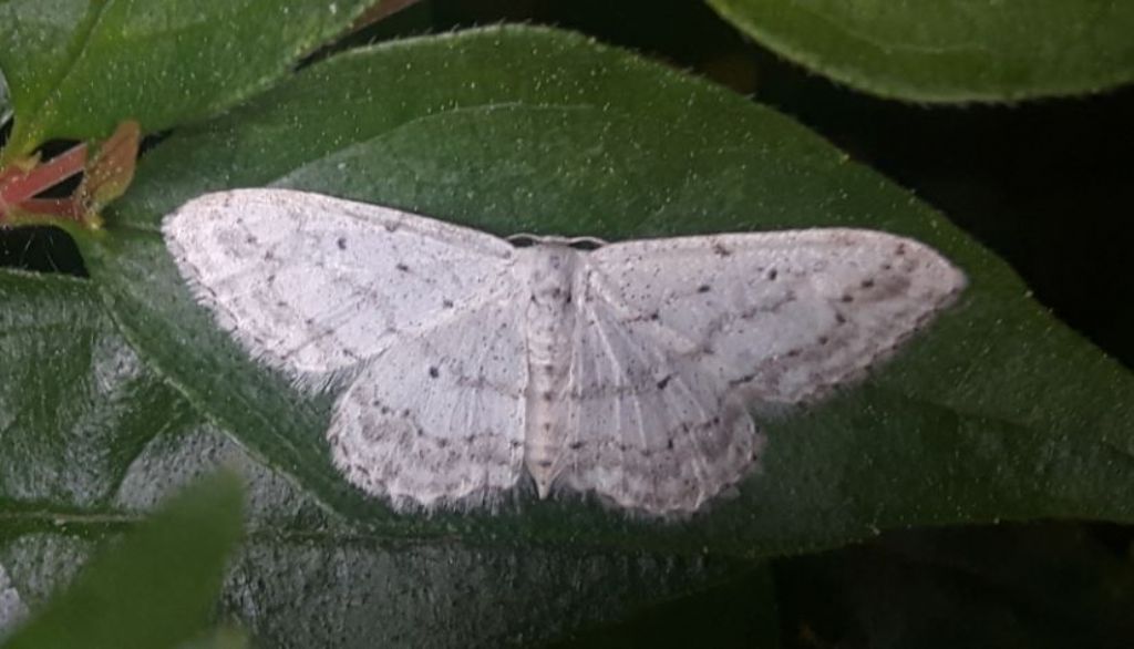 Geometridae bianca:   Idaea seriata