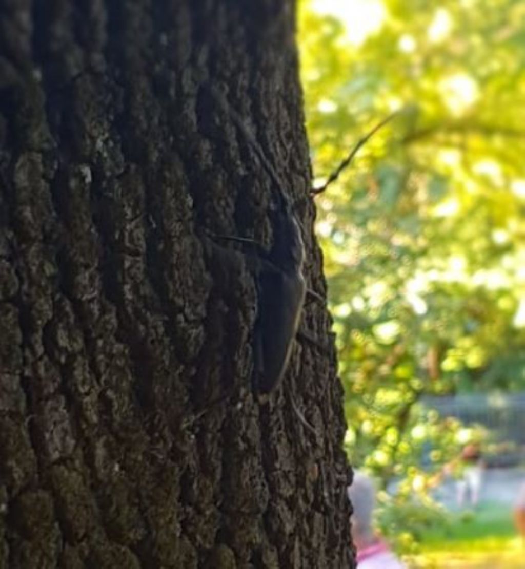 Cerambyicidae ?  S, Cerambyx cerdo, maschio