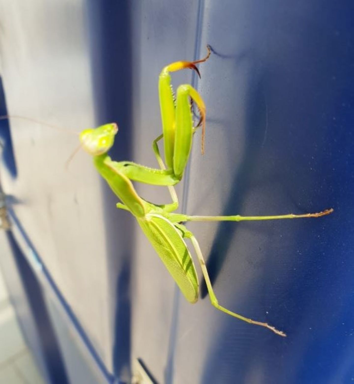 Mantis religiosa, femmina