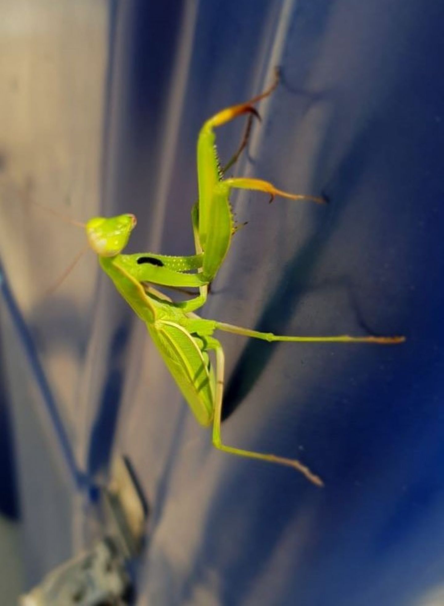 Mantis religiosa, femmina