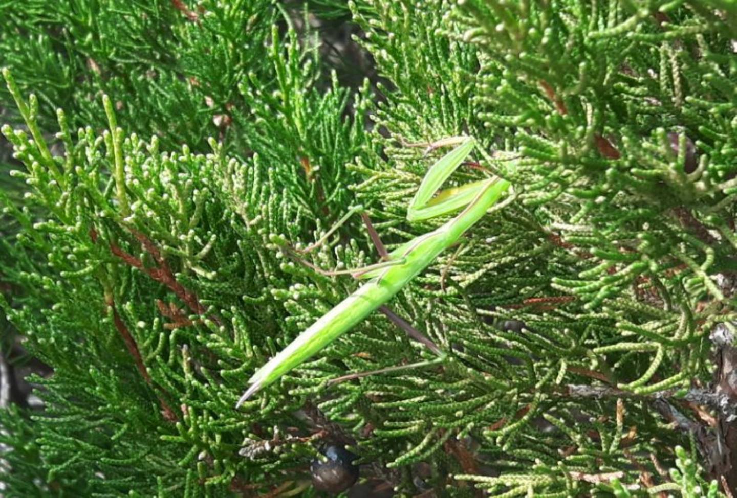 ninfa di Mantis religiosa