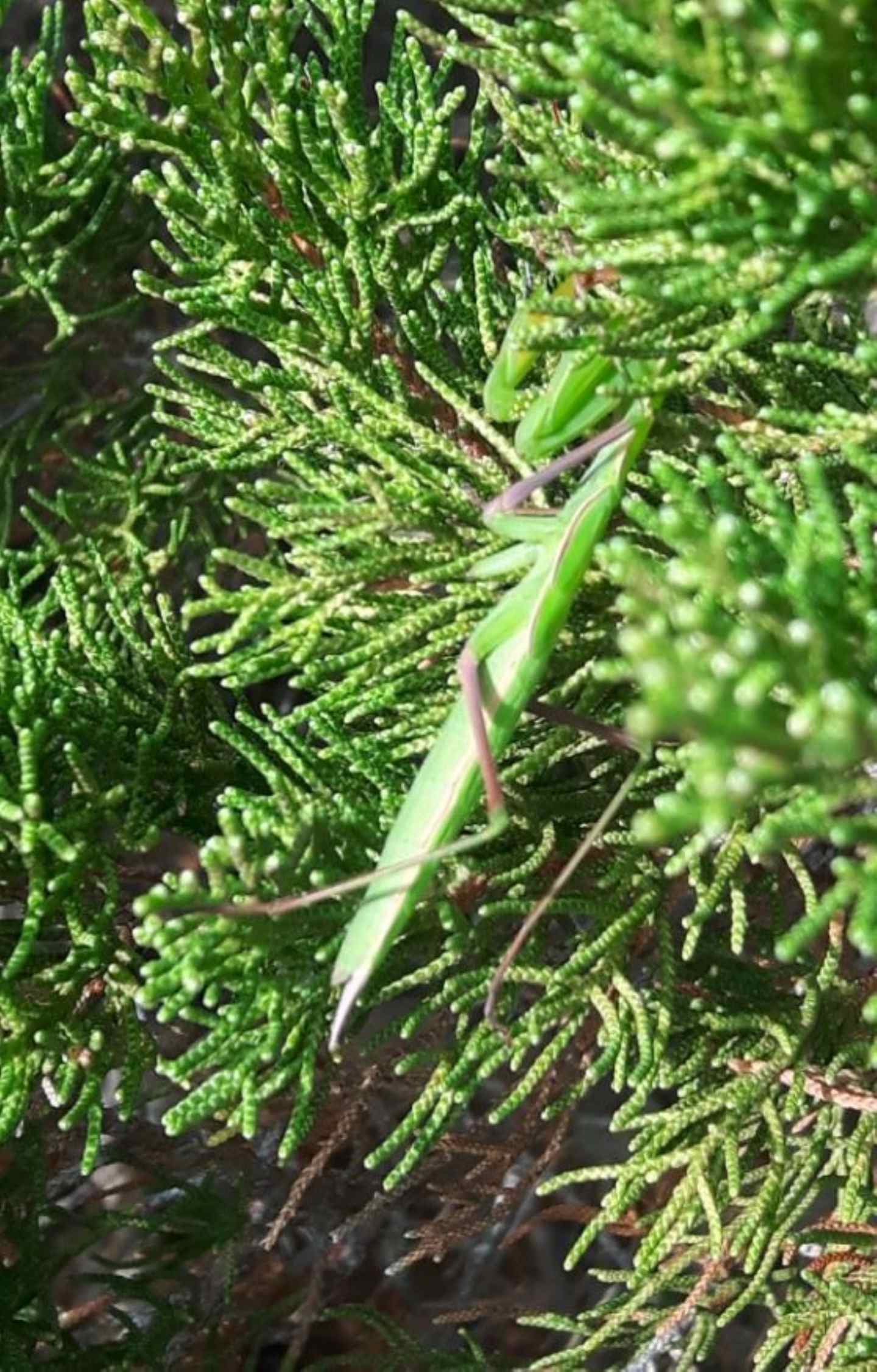 ninfa di Mantis religiosa