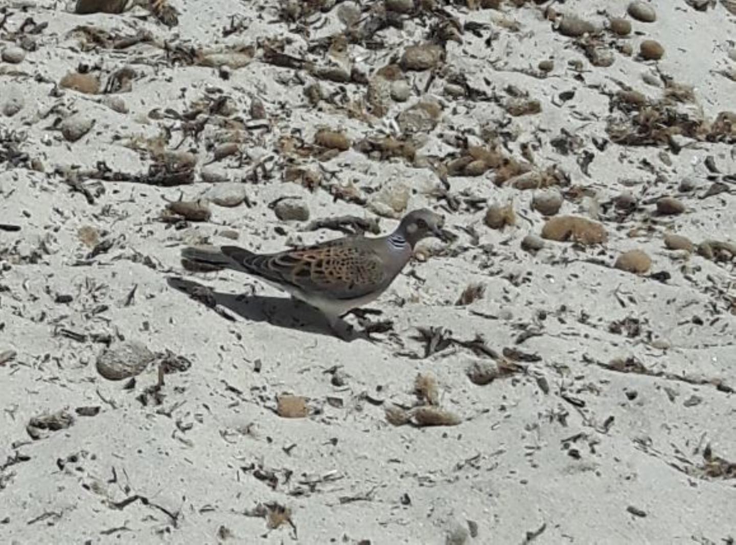 Tortora confidente:  Tortora selvatica (Streptopelia turtur)