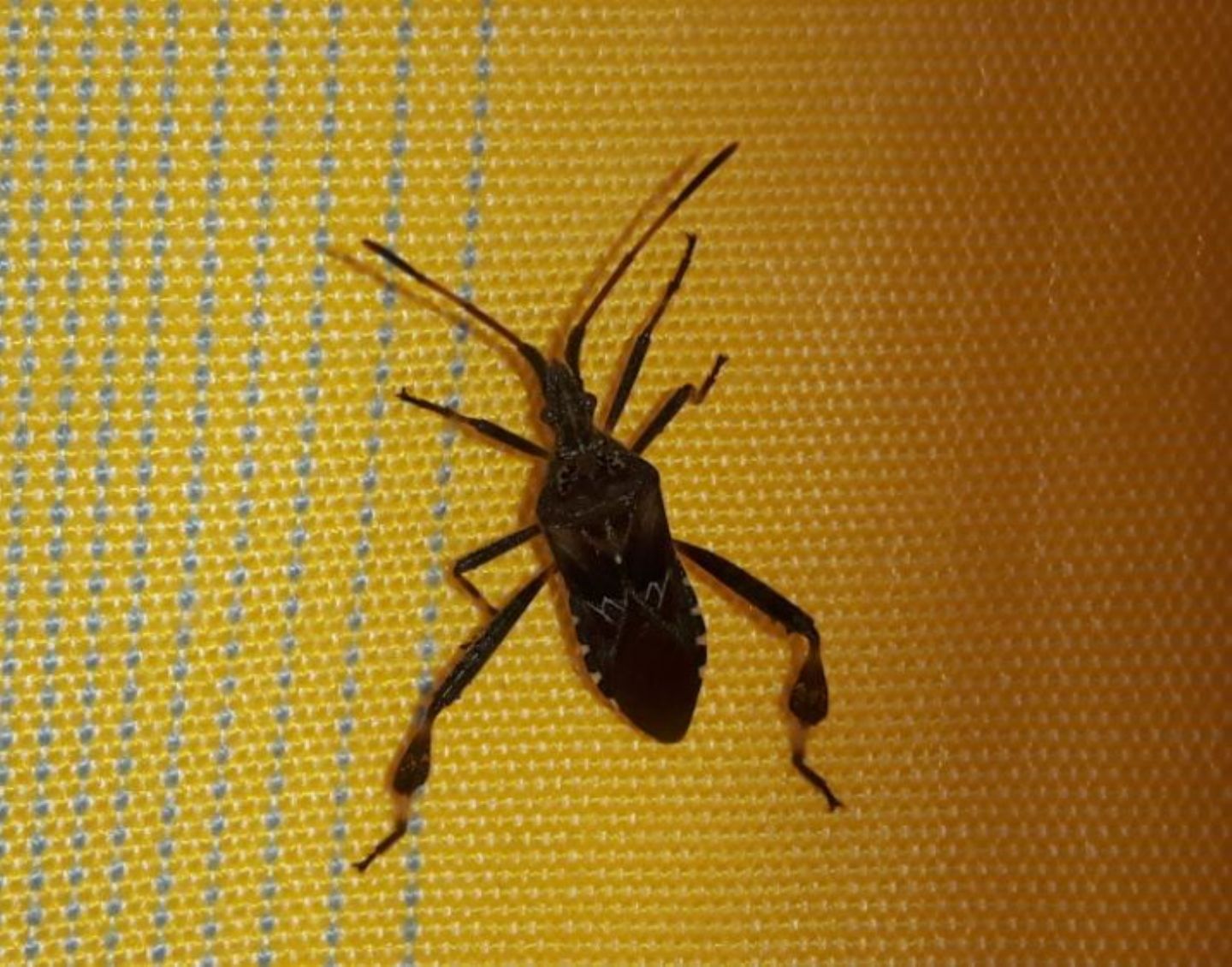 Leptoglossus occidentalis (Coreidae)