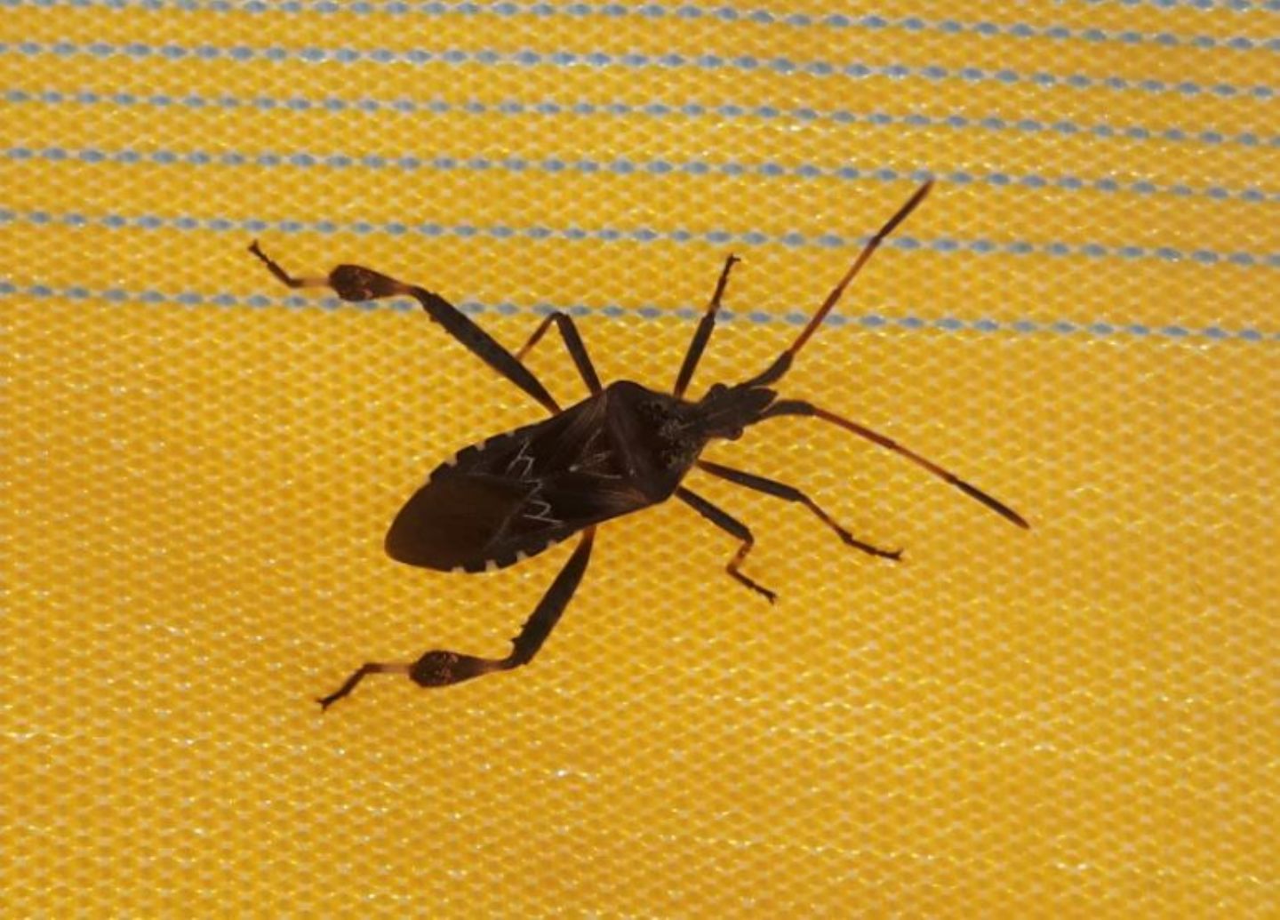 Leptoglossus occidentalis (Coreidae)