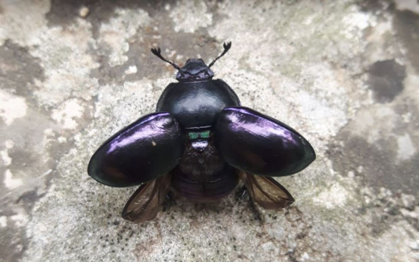 Geotrupidae: Trypocopris pyrenaeus cyanicolor