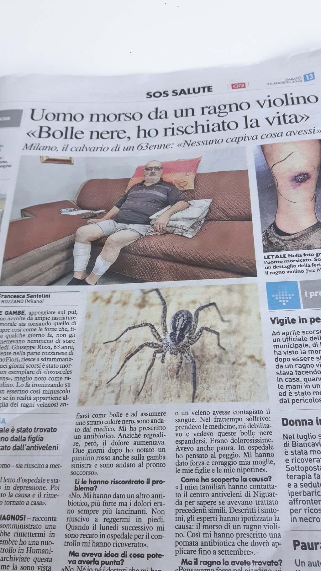 E'' la foto di un Ragno violino?  No !!!