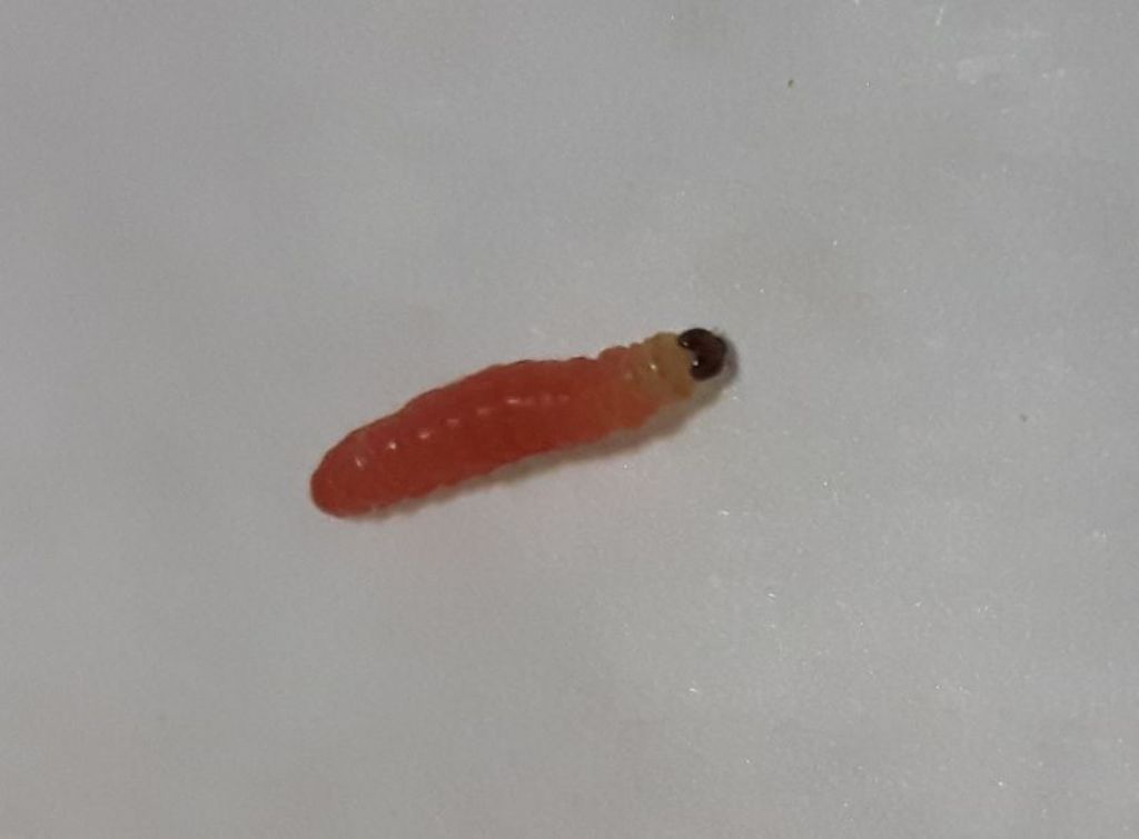 Larva da ID