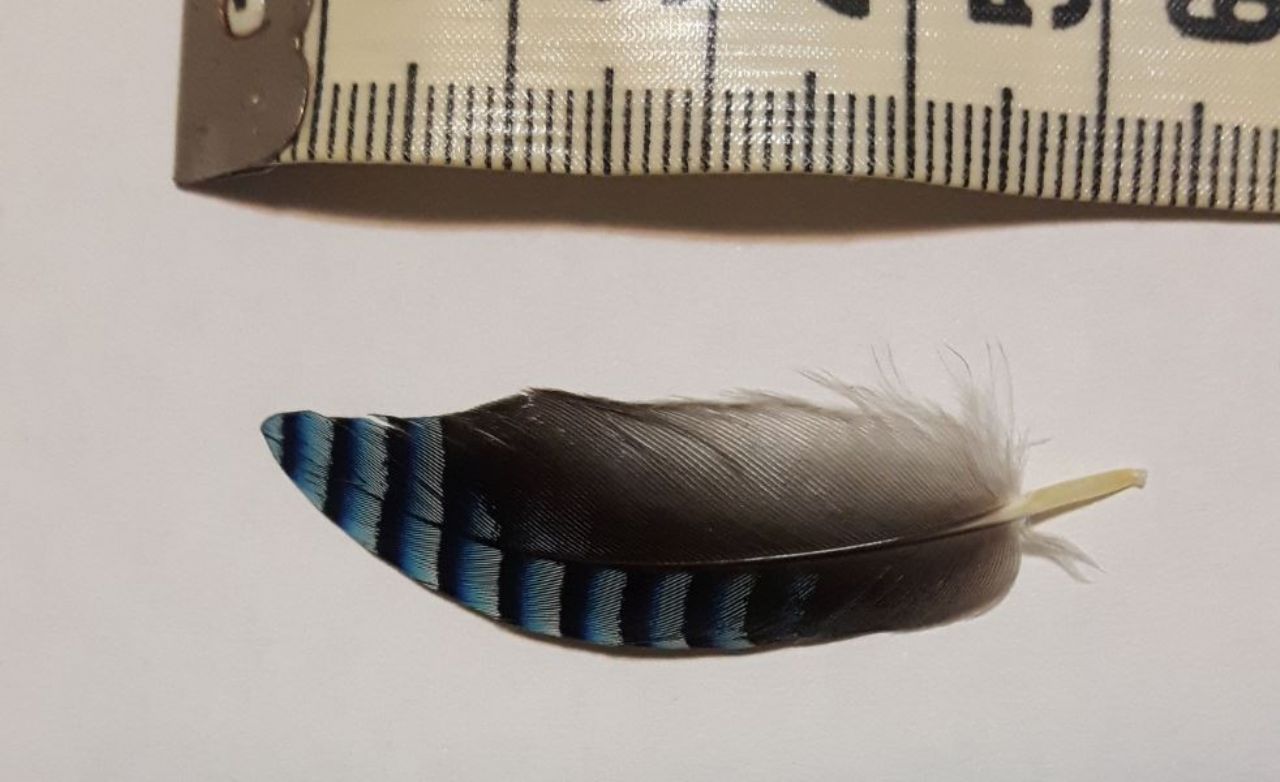 Piccola penna di ? ..