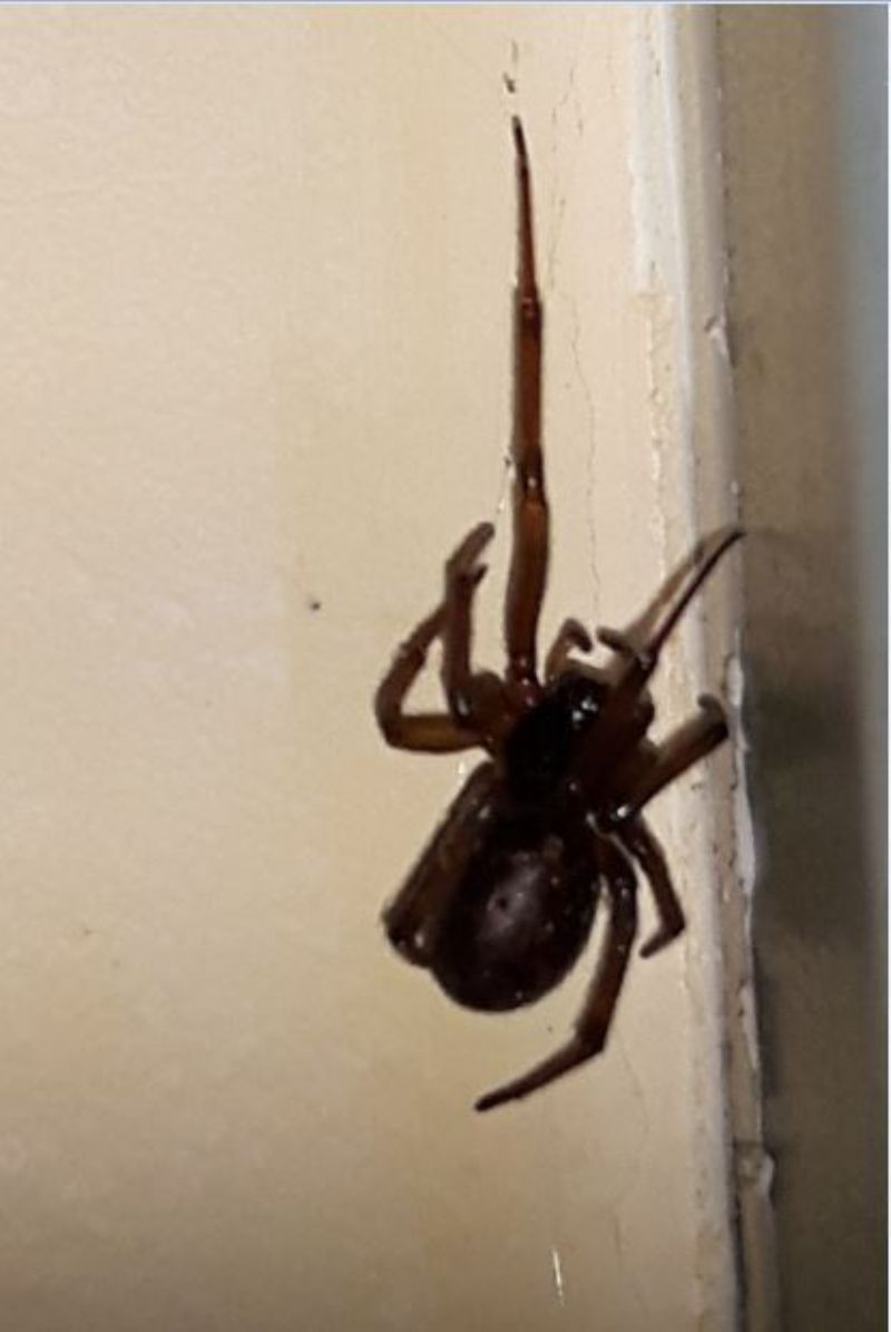 Ragno nero: Steatoda cfr. grossa - Prato