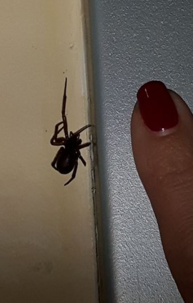 Ragno nero: Steatoda cfr. grossa - Prato