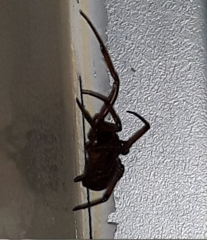 Ragno nero: Steatoda cfr. grossa - Prato