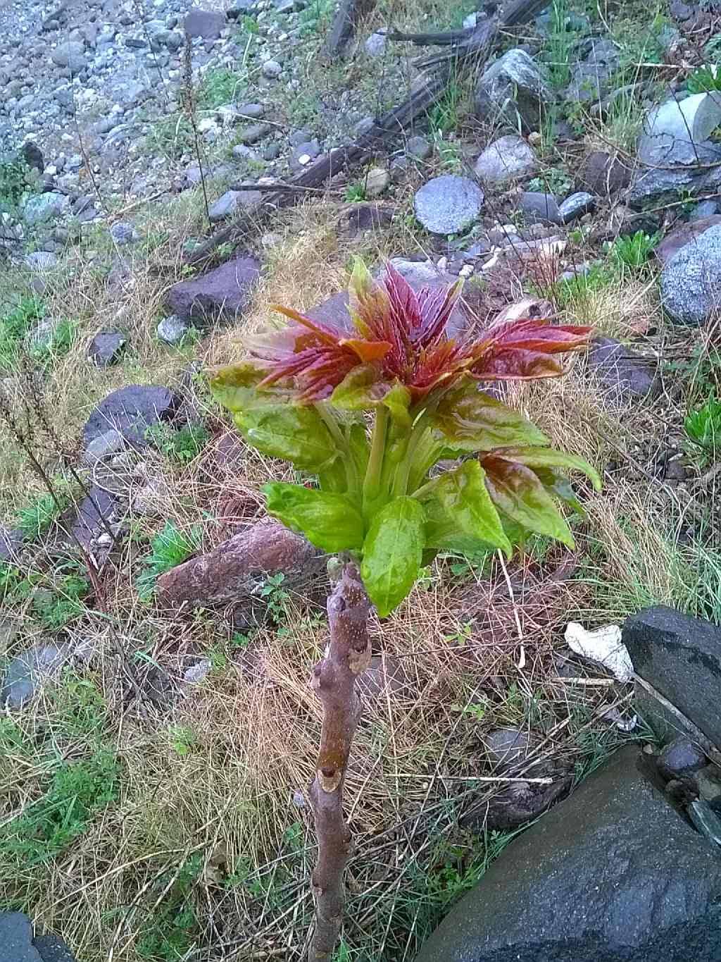 Ailanthus altissima