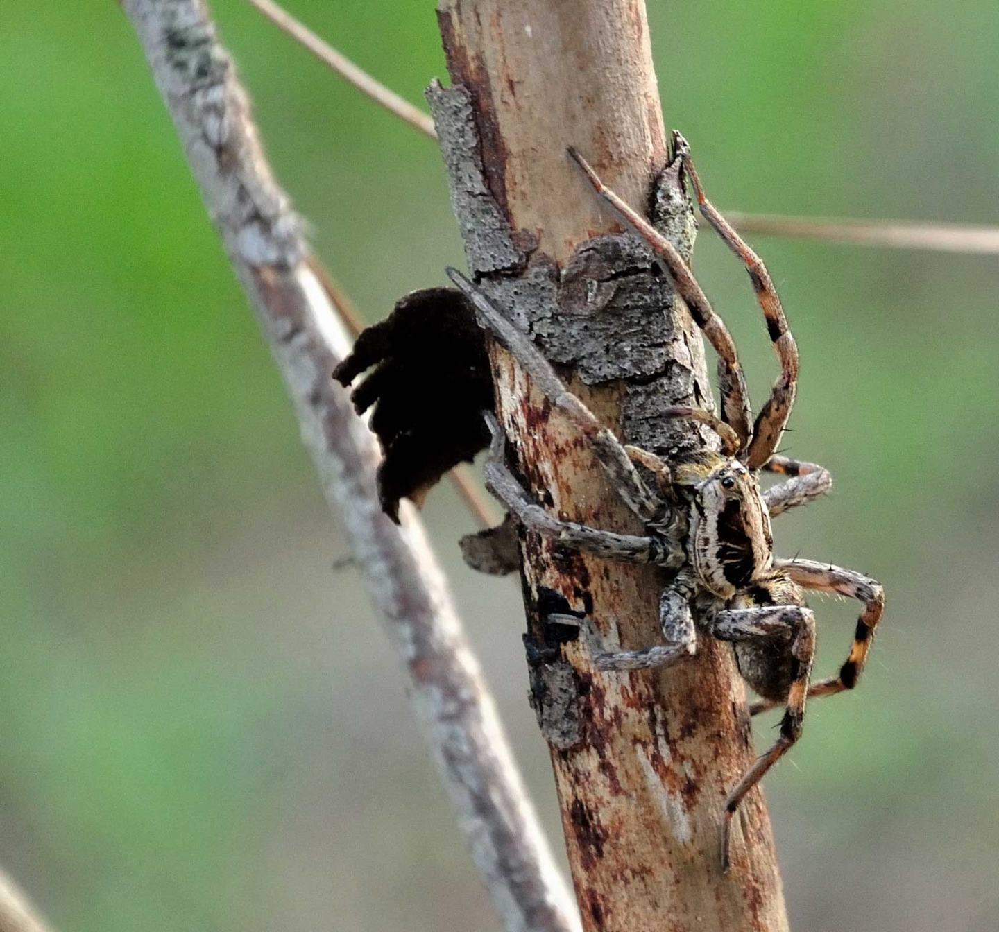 Hogna radiata - S. Ninfa e Gibellina (TP)