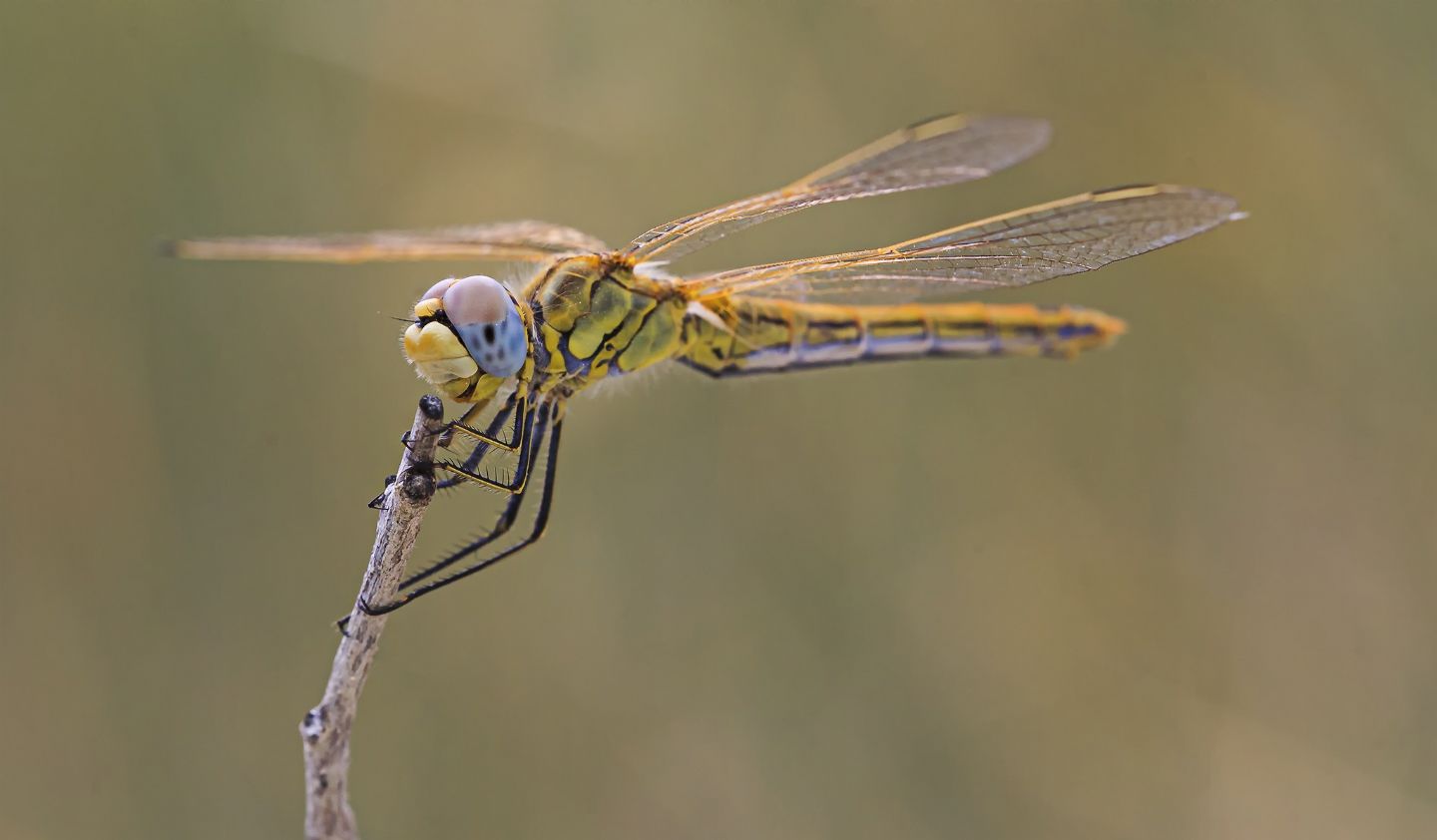 Riconoscimento Odonata