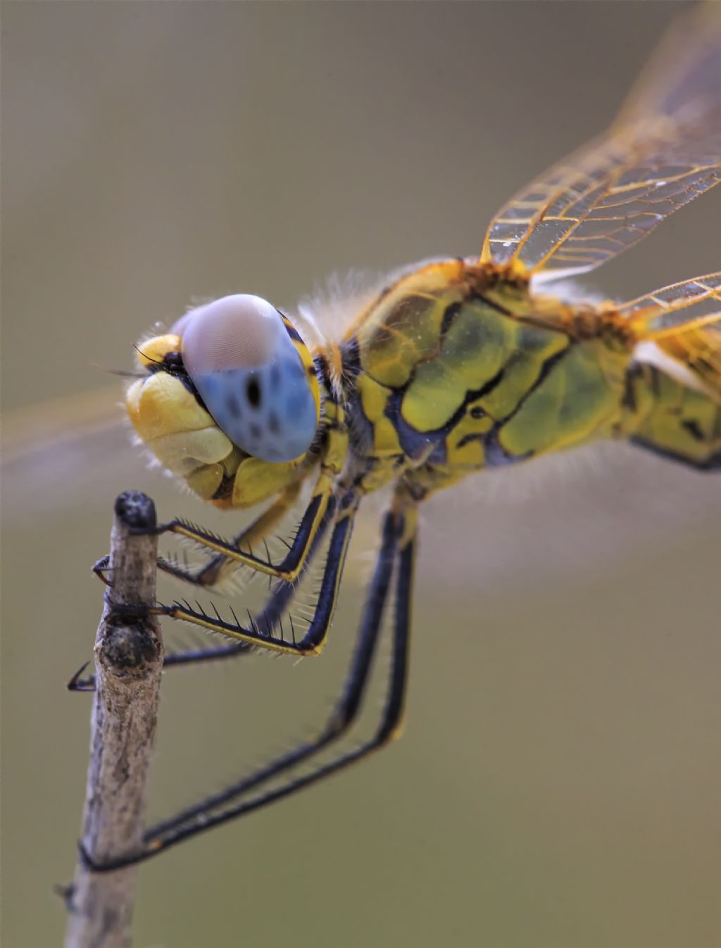 Riconoscimento Odonata