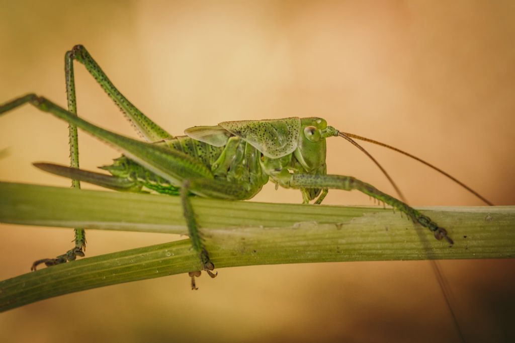 Indentificazione esatta Tettigonia... Tettigonia sp. giovane