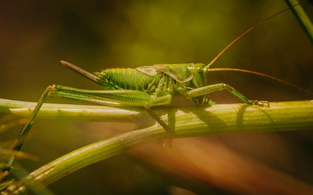 Indentificazione esatta Tettigonia... Tettigonia sp. giovane