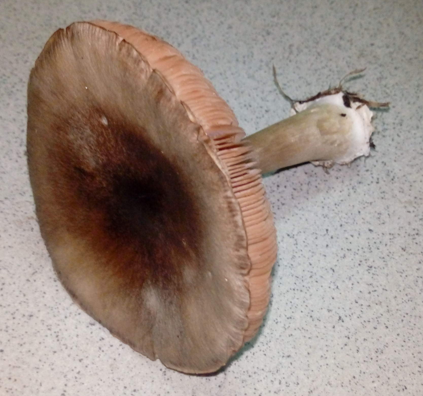Fungo da determinare trovato in uliveto
