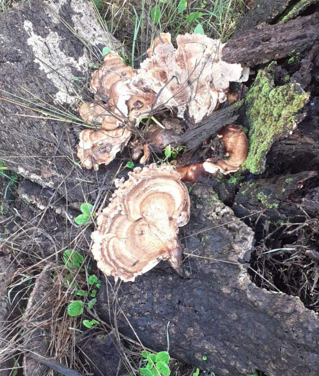 Trametes versicolor?