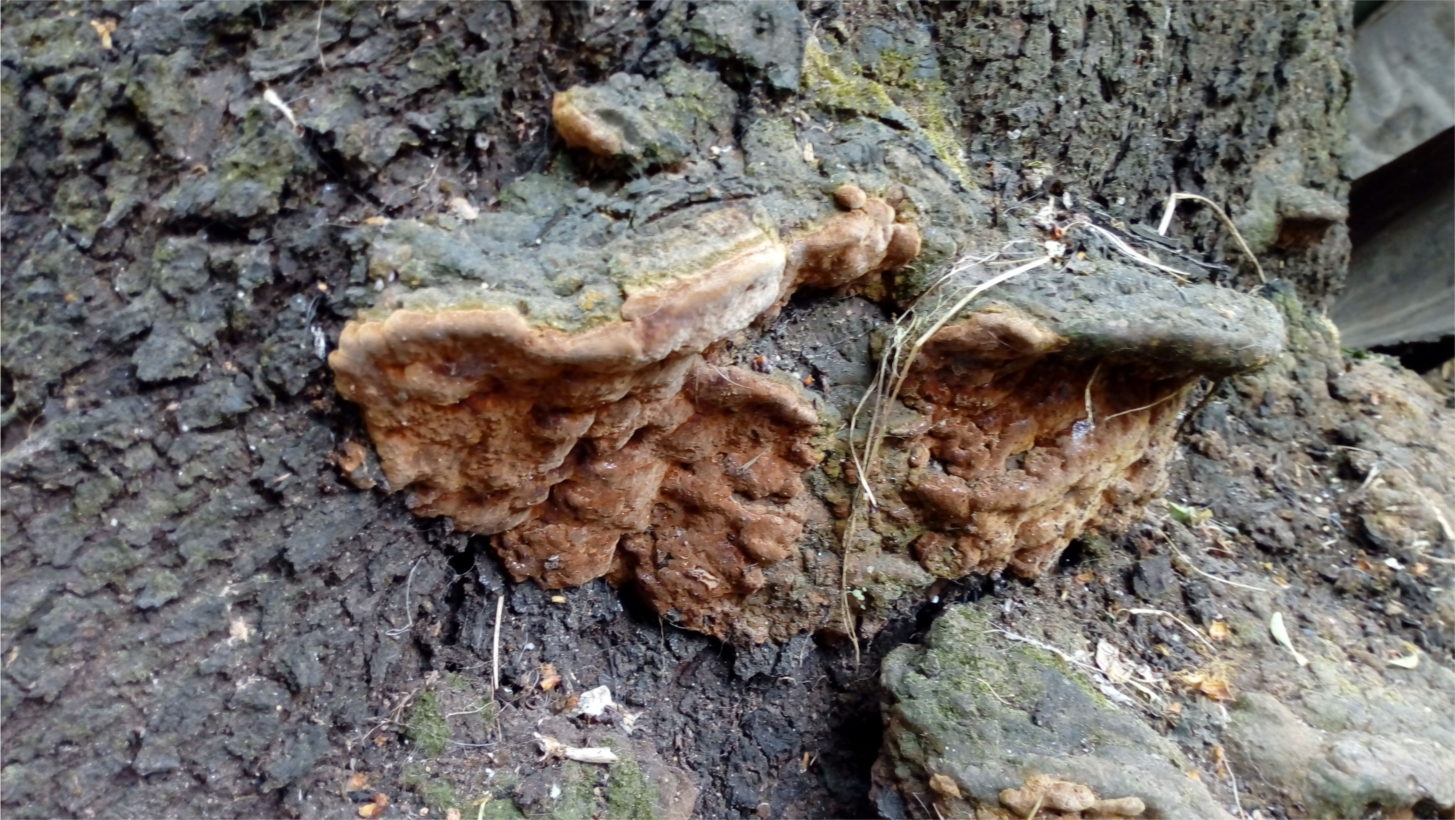 Fungo su tronco di mandorlo (Phylloporia ribis?)