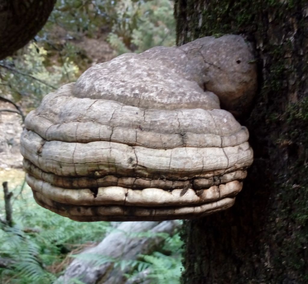 Fomes fomentarius?