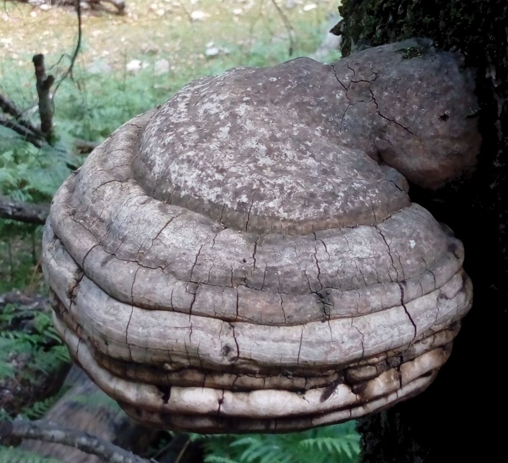 Fomes fomentarius?