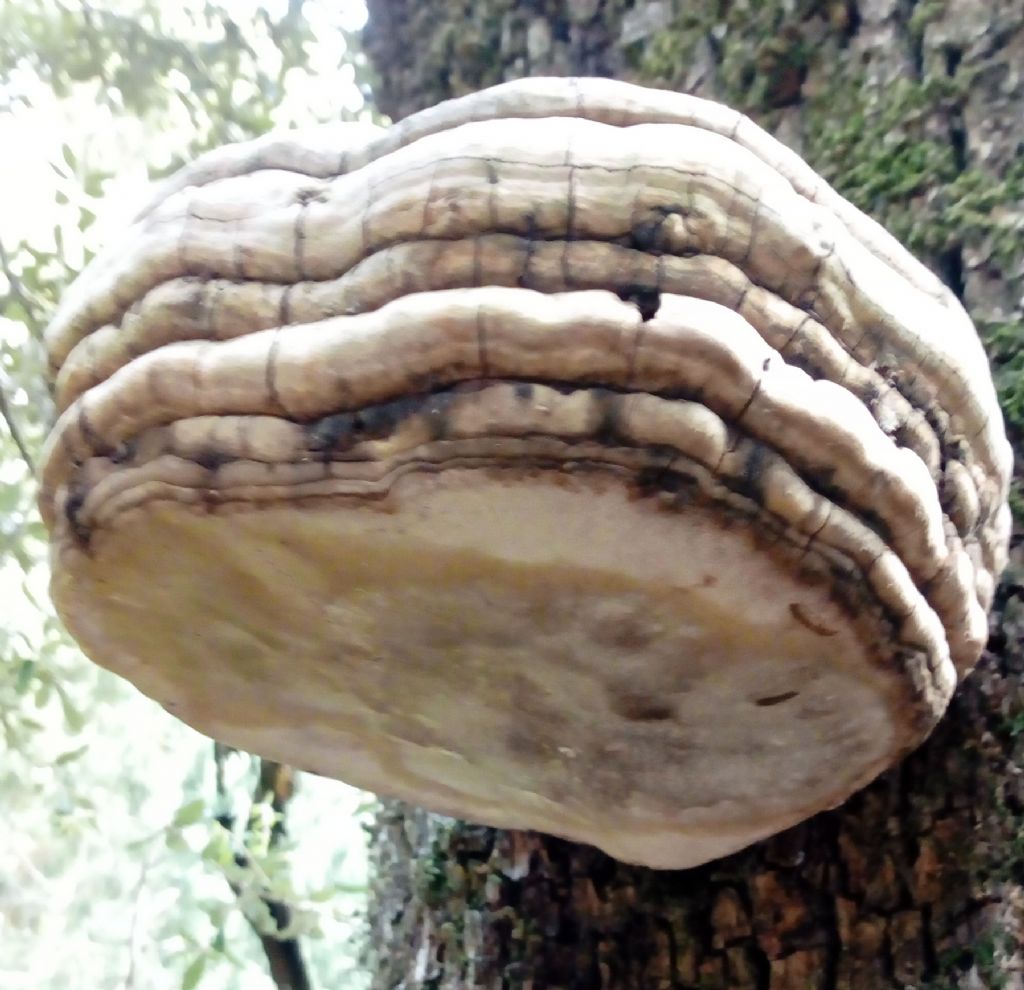Fomes fomentarius?