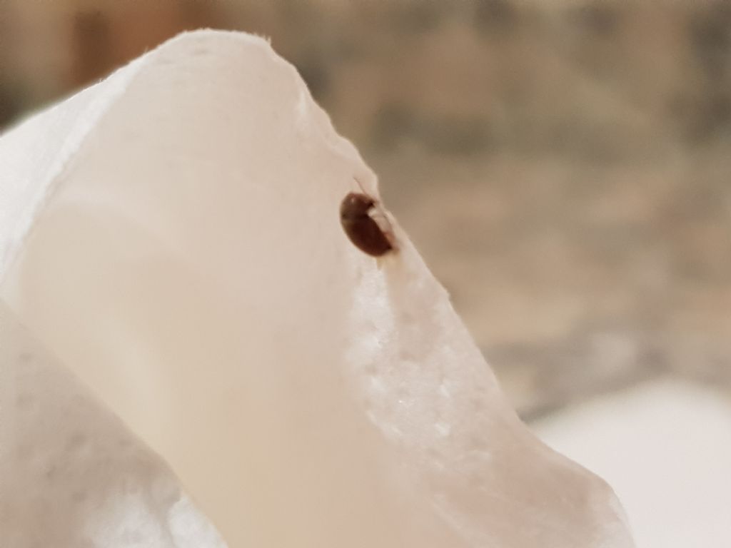 Insetti in cucina:  Lasioderma sp. (Anobiidae)