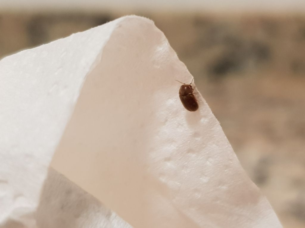 Insetti in cucina:  Lasioderma sp. (Anobiidae)
