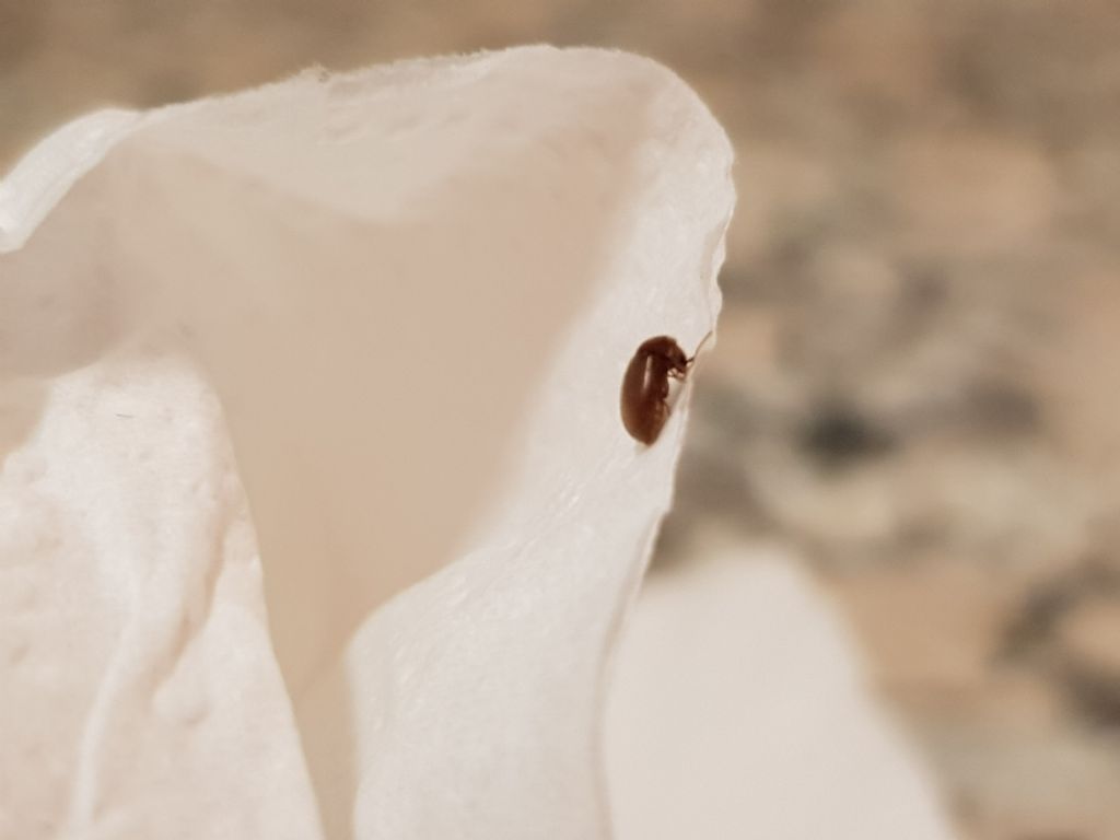 Insetti in cucina:  Lasioderma sp. (Anobiidae)