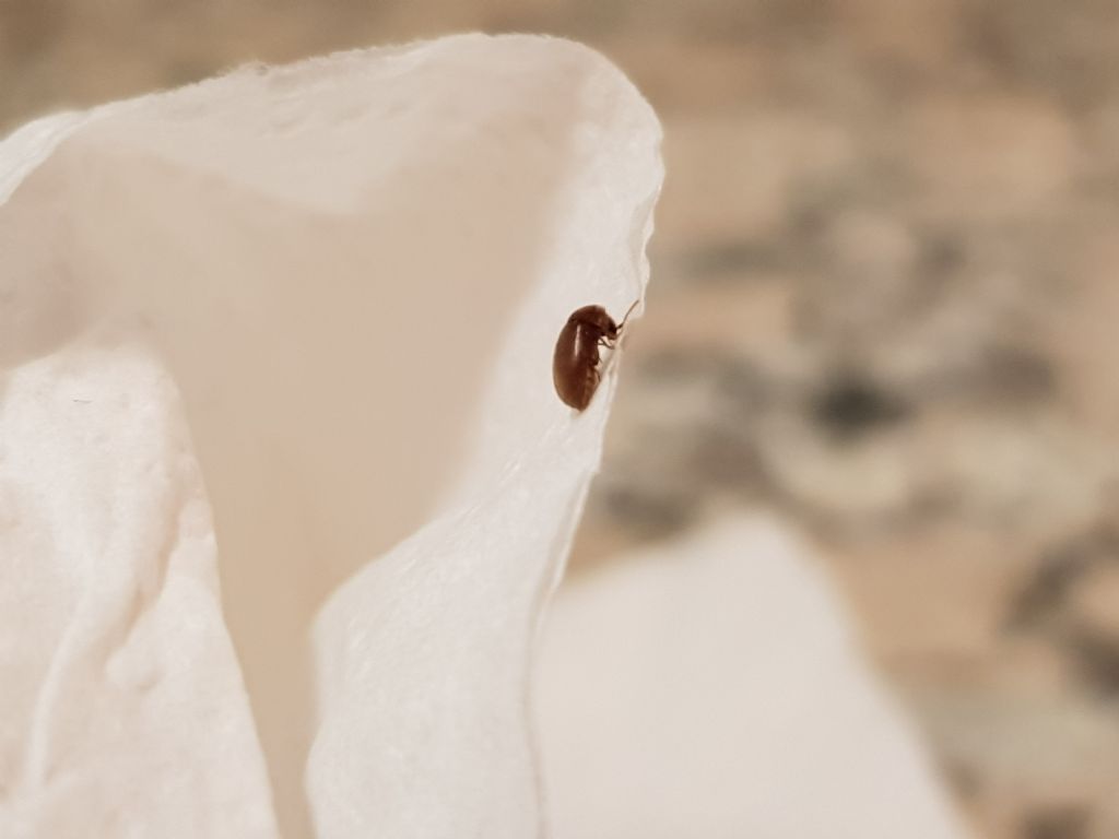 Insetti in cucina:  Lasioderma sp. (Anobiidae)
