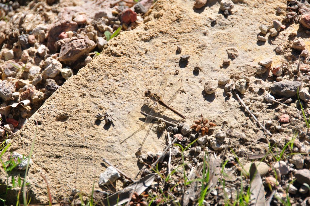 Sympetrum striolatum, femmina