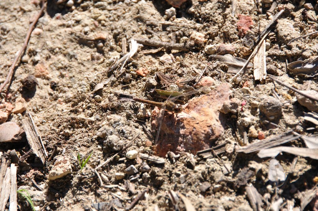 Sympetrum striolatum, femmina