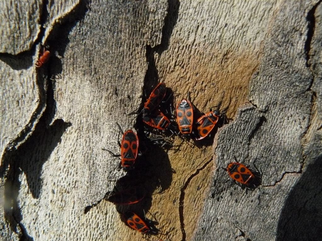 Raglius alboacuminatus insieme a Pyrrhocoris apterus