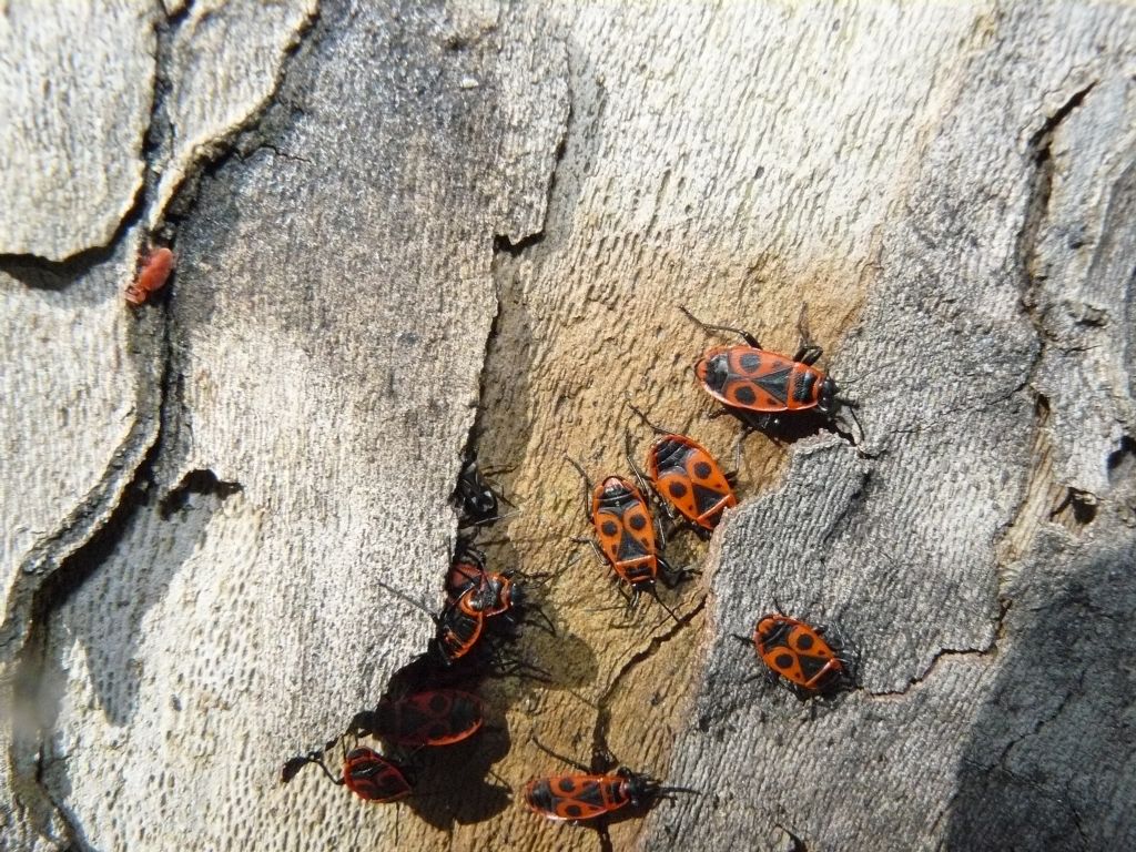 Raglius alboacuminatus insieme a Pyrrhocoris apterus