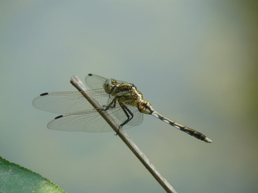 Orthetrum albistylum (maschio) - No, femmina