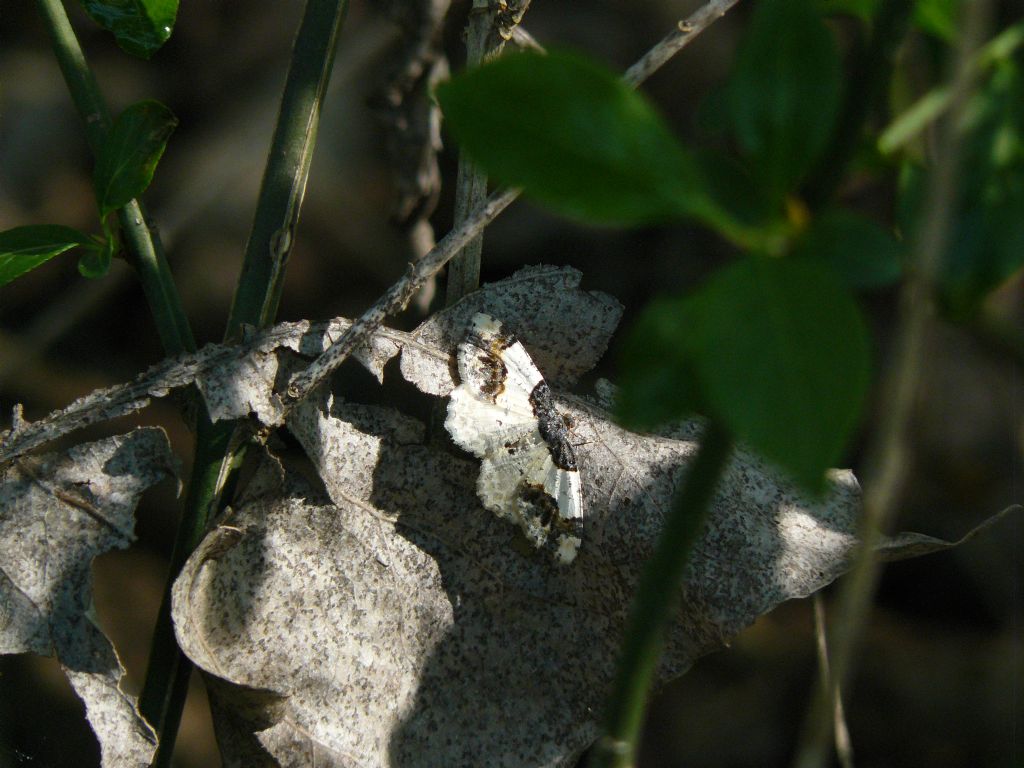 Geometridae