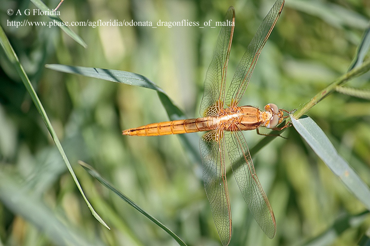 Scheda: Crocothemis erythraea