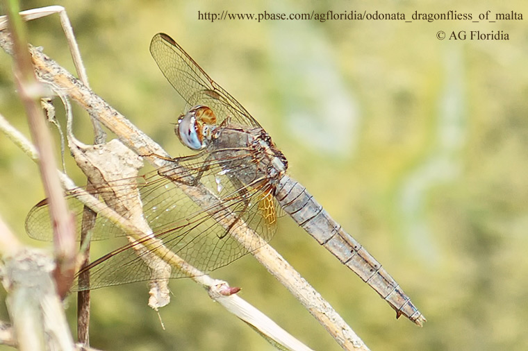 Scheda: Crocothemis erythraea