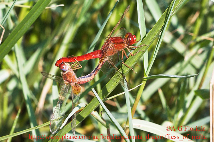 Scheda: Crocothemis erythraea