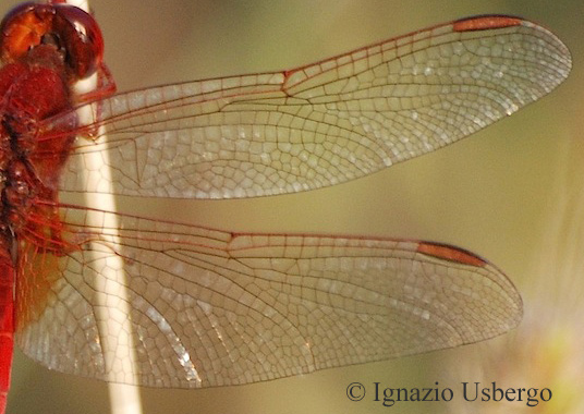 Scheda: Crocothemis erythraea