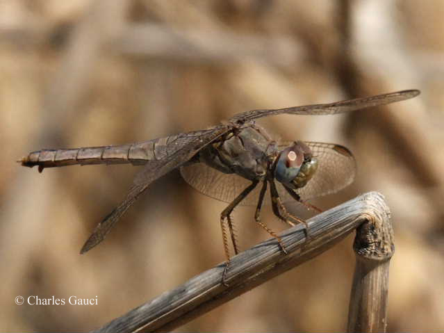 Scheda: Crocothemis erythraea