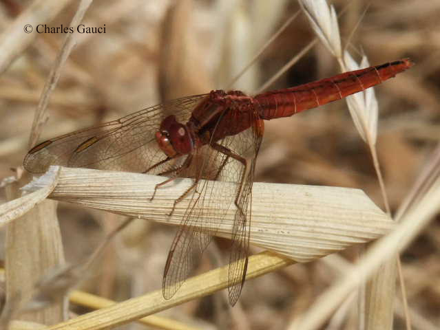 Scheda: Crocothemis erythraea